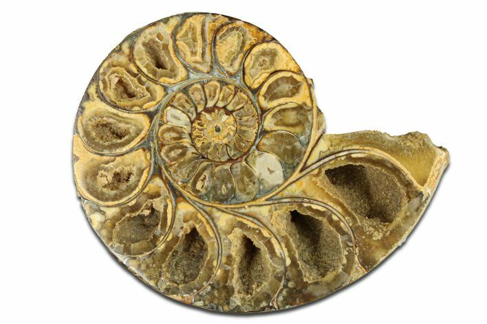 Jurassic Cut & Polished Ammonite Fossil (Half) - Madagascar #289261